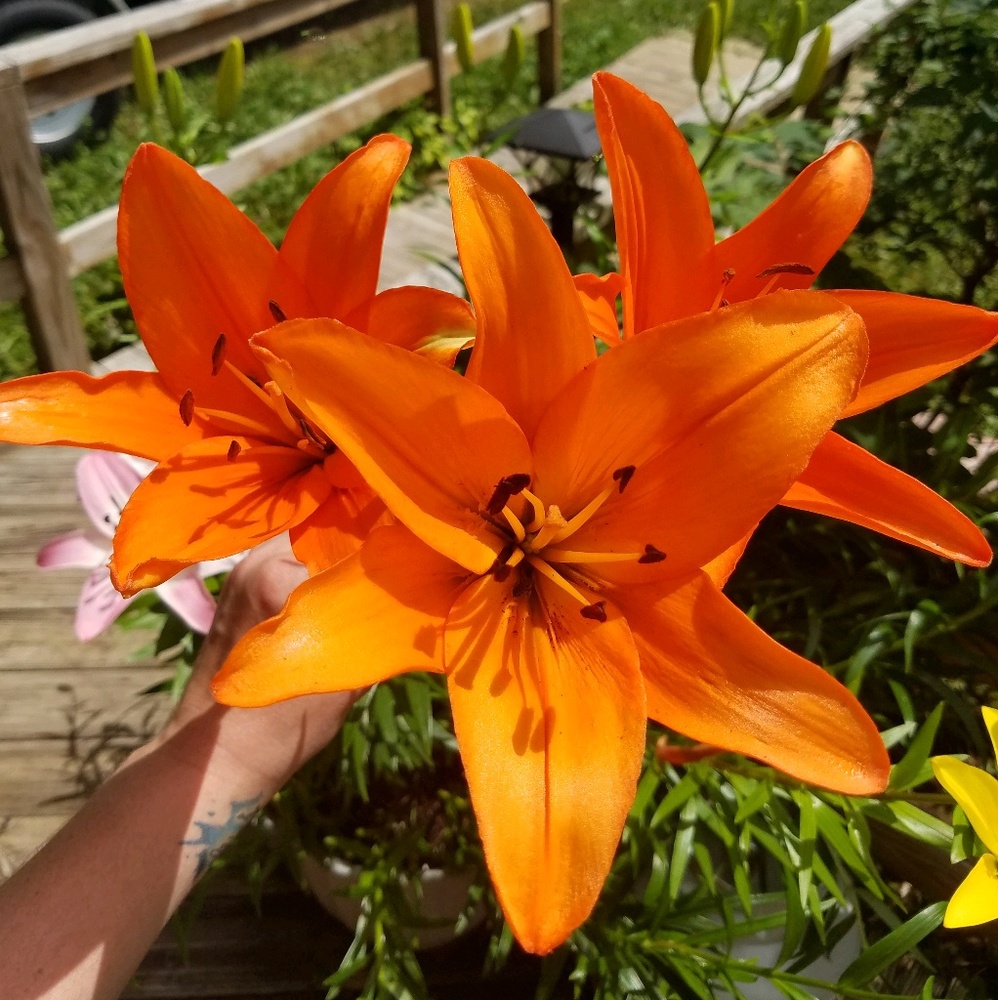 Meet your Posher, Amber